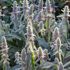 Stachys byzantina - Wollziest