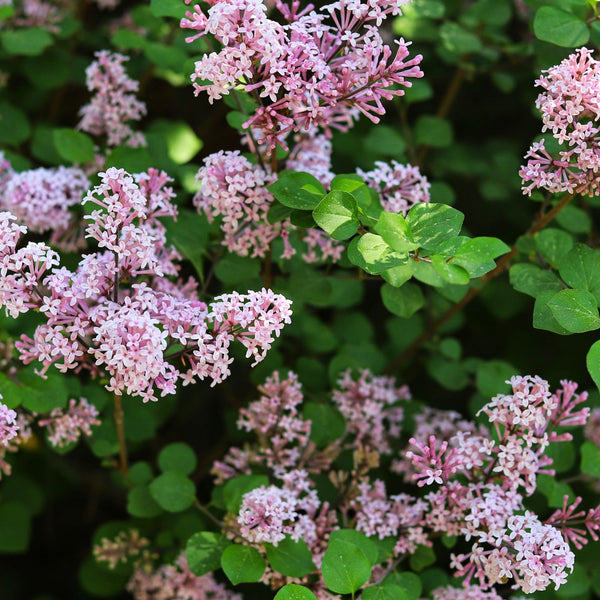 Syringa meyeri ' Palibin' - Zwerg-Duftflieder ' Palibin'