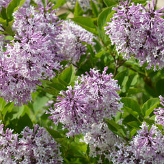 Syringa patula 'Miss Kim ' - Koreanischer Flieder 'Miss Kim '