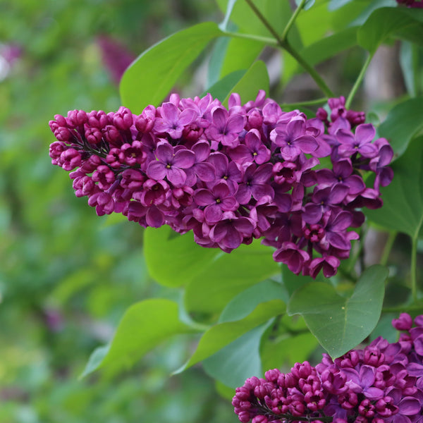 Syringa vulgaris 'Andenken an Ludwig Späth' - Edelflieder 'Andenken an Ludwig Späth'