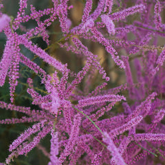 Tamarix ramosissima 'Pink Cascade' - Sommertamariske 'Pink Cascade'
