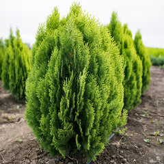 Thuja orientalis  'Aurea Nana' - Gelber Zwerg Lebensbaum