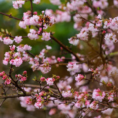 Viburnum farreri - Duft-Schneeball