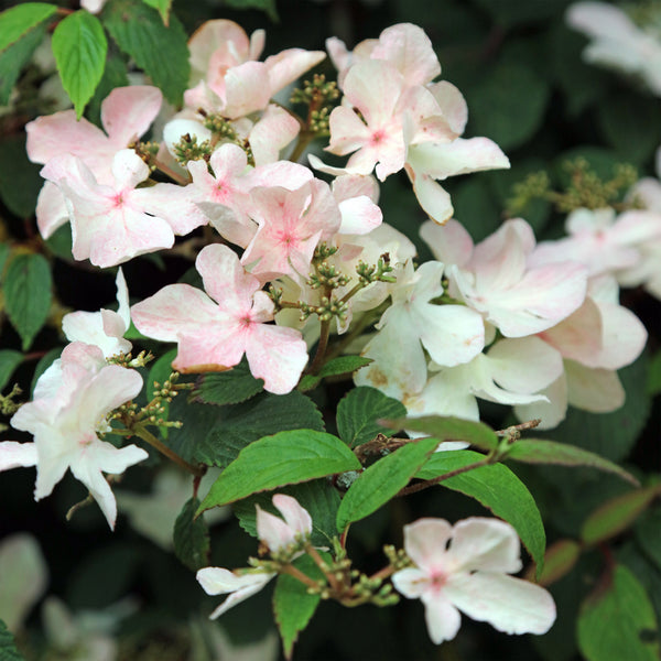 Viburnum plicatum 'Pink Beauty' - Japanischer Schneeball  'Pink Beauty'