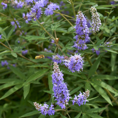Vitex agnus-castus  - Mönchspfeffer