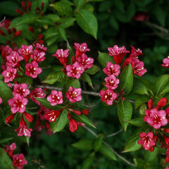 Weigela 'Bristol Ruby' - Weigelie-Hybride 'Bristol Ruby'