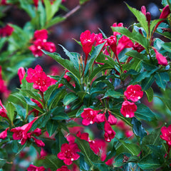 Weigela 'Red Prince' - Weigelie-Hybride 'Red Prince'
