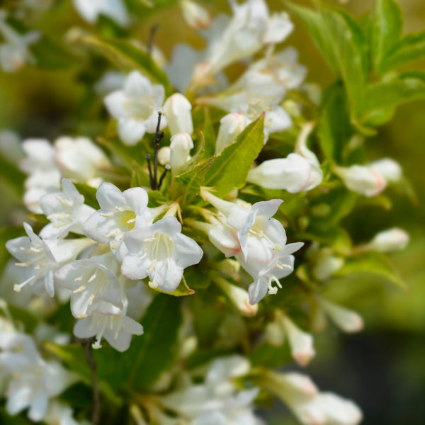 Weigela 'Snowflake' - Weigelie-Hybride 'Snowflake'